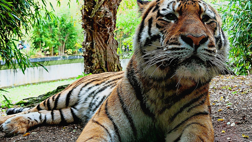 Allwetterzoo Münster, Tiger