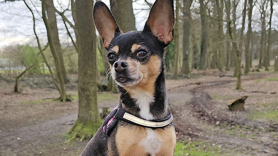 Zwergpinscher im Wald