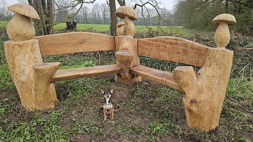 Zwergpinscher in der Natur vor einer Holzbank